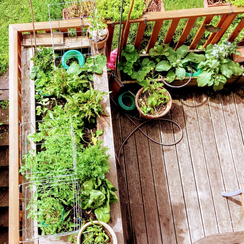 IMG_6681_Terrace_veggiebox_Foto_KSvadlenak