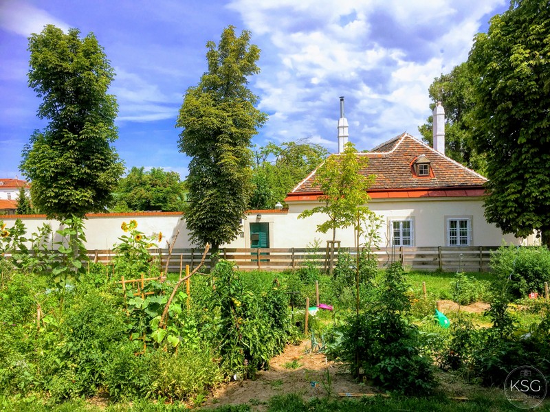 IMG_7738_Augarten_Gemuese_Foto_Kvadlenak