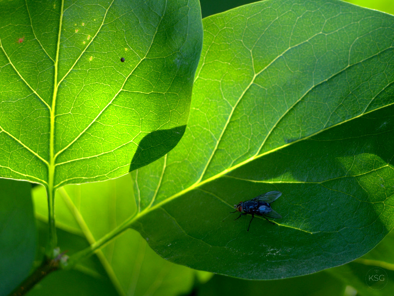 Fly on a plant leaf
