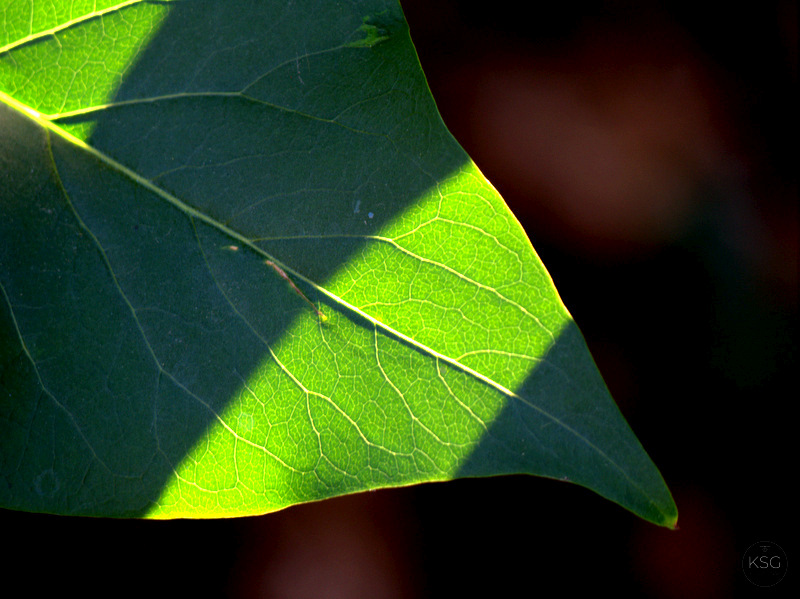 Shadows on leaf