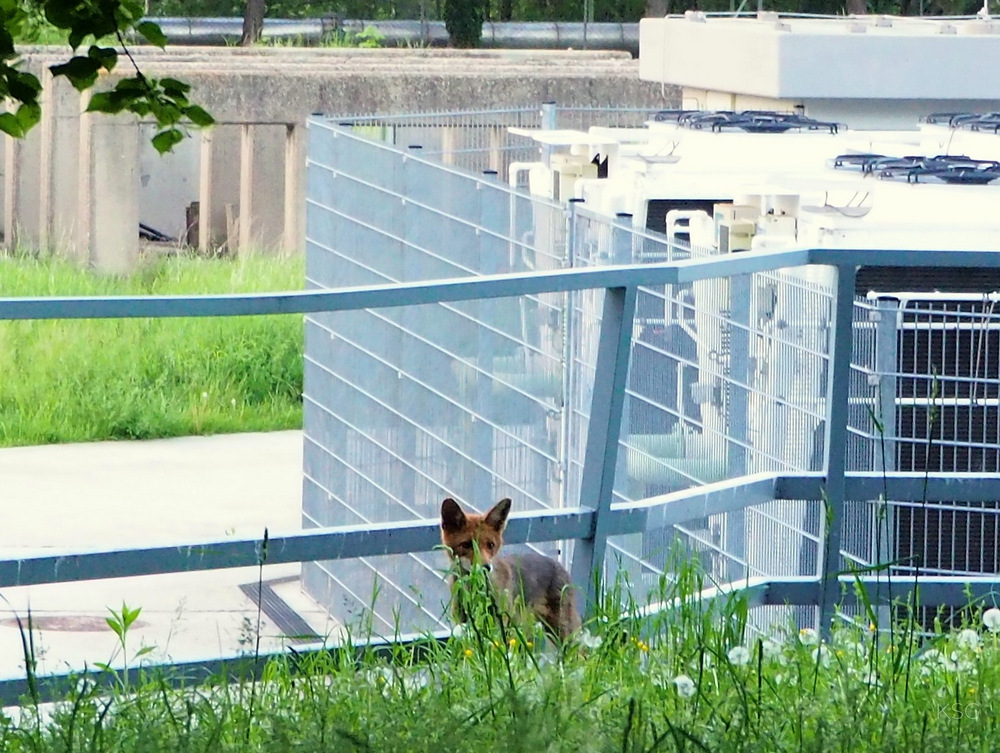 Fox caught on camera