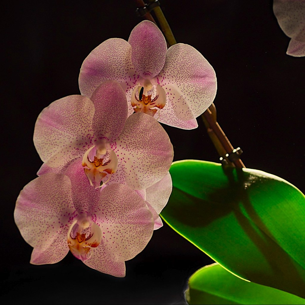 A Viennese Paradise at the Gallery of the Academy of Fine Arts