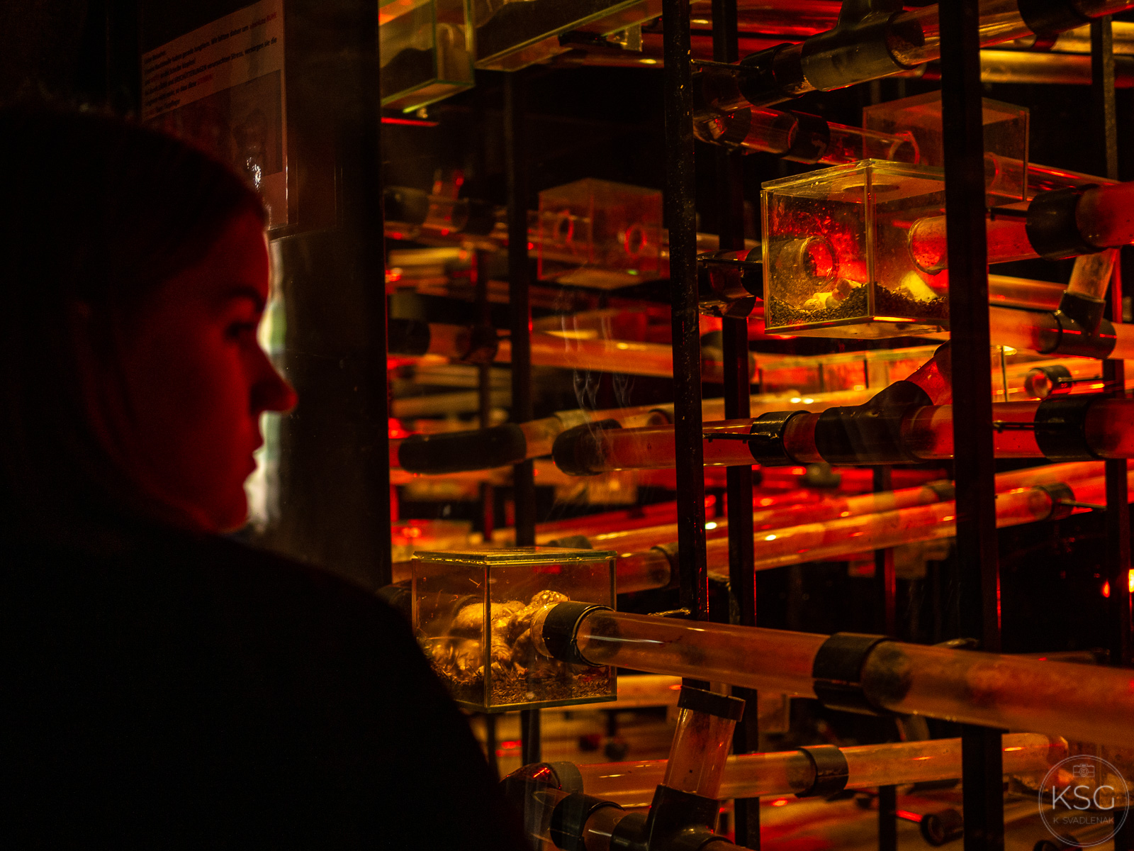 P3100136_K.Svadlenak