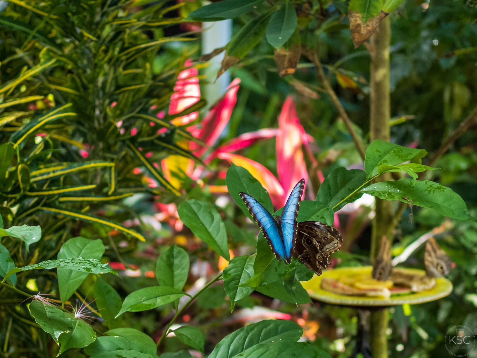 P1092974_K.Svadlenak