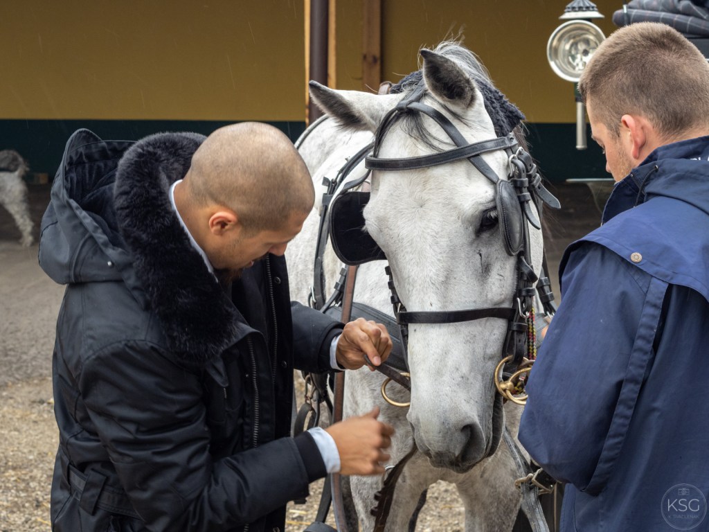 Horsing around Vienna