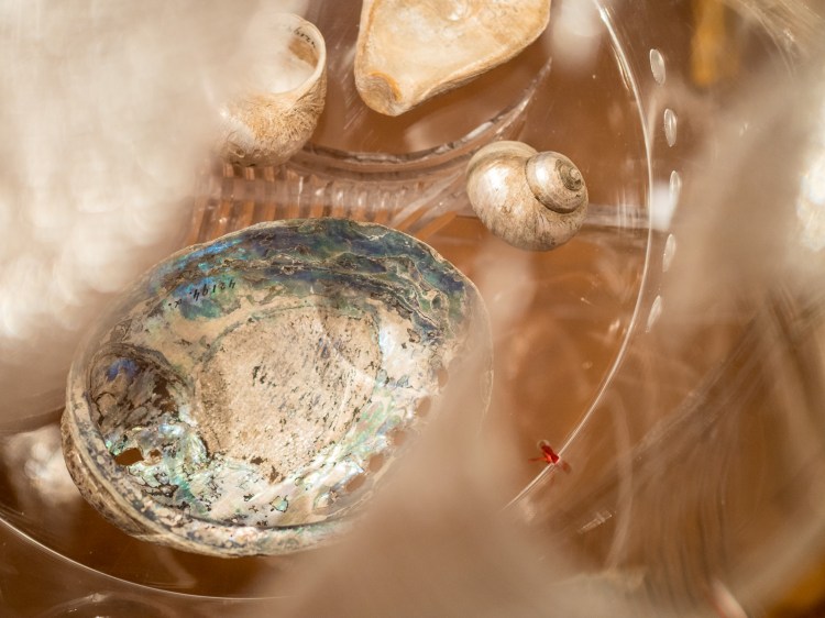 sea shells in plexiglass