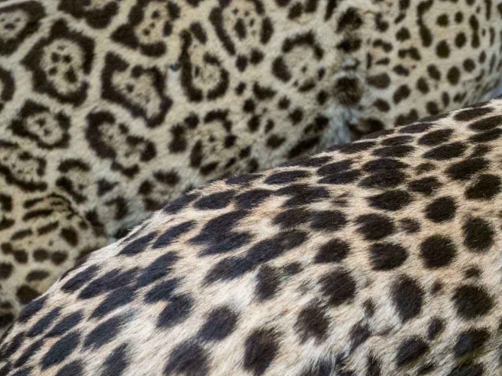 Hidden Natural Histories