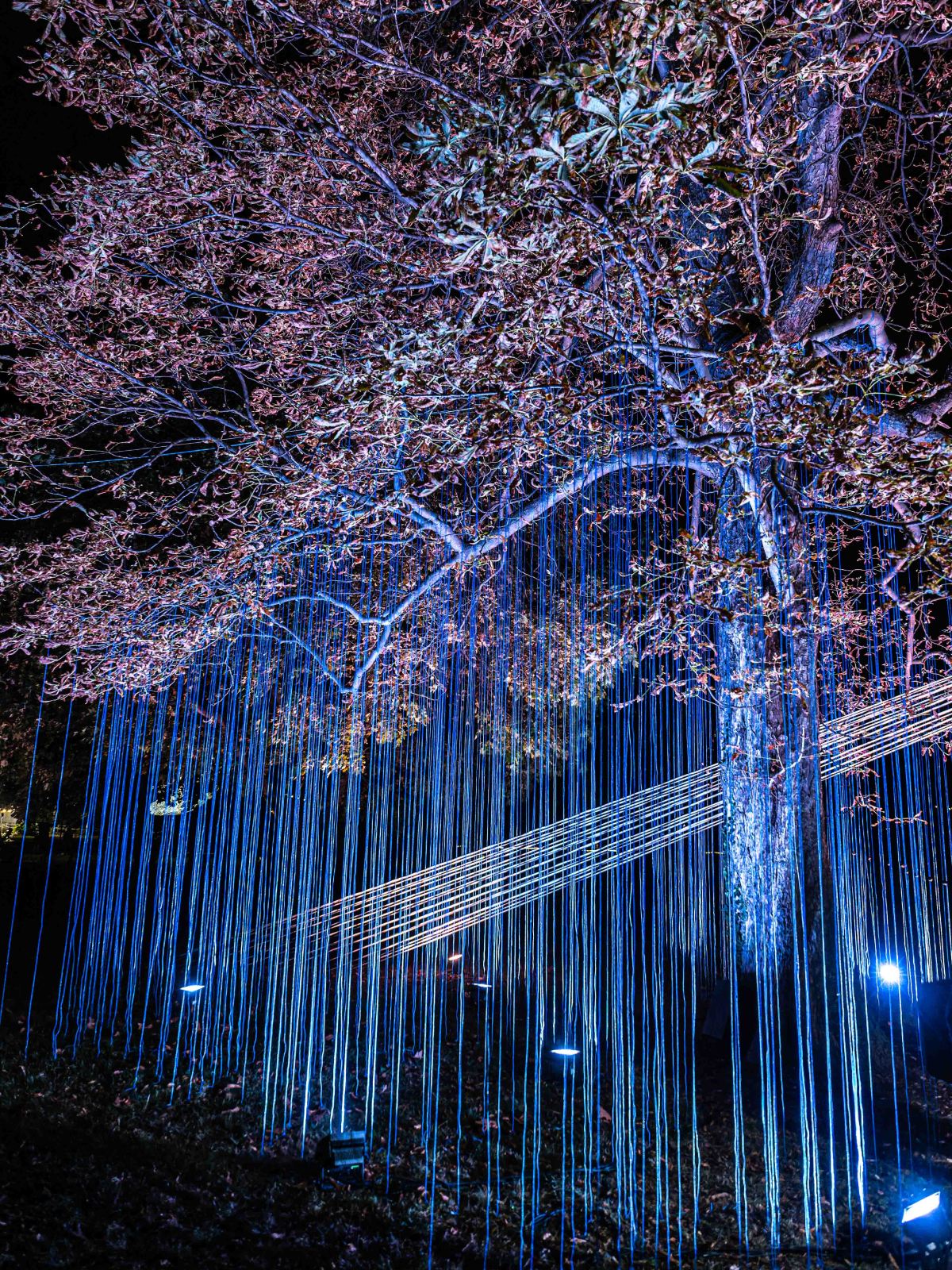 A illuminated tree at night with blue and white light strands cascading down, creating a magical atmosphere.